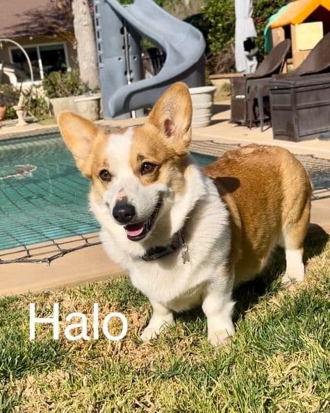 12 Gorgeous GCH CH Pembroke Welsh Corgi Puppies breeder image 10