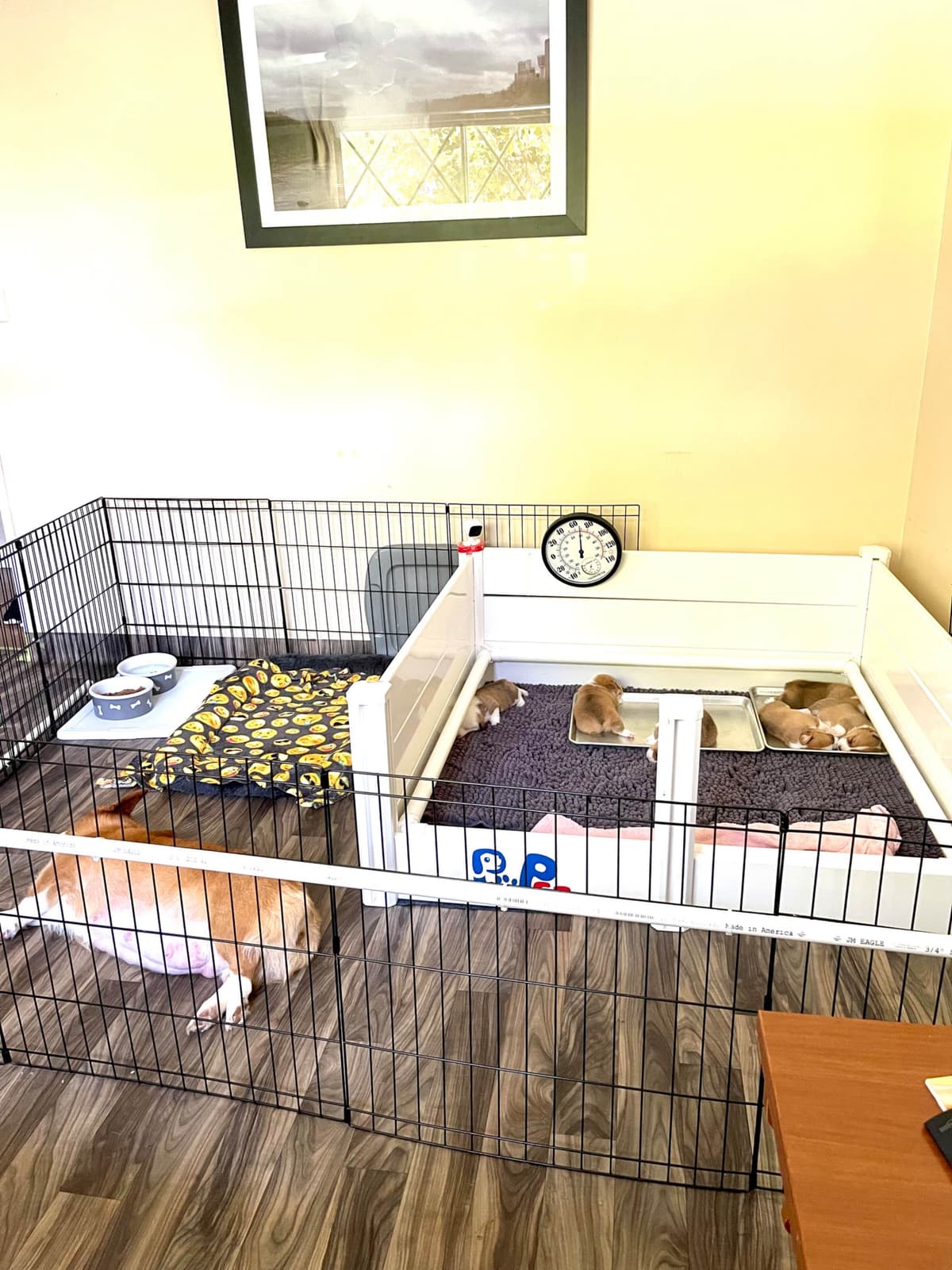 12 Gorgeous GCH CH Pembroke Welsh Corgi Puppies breeder image 12