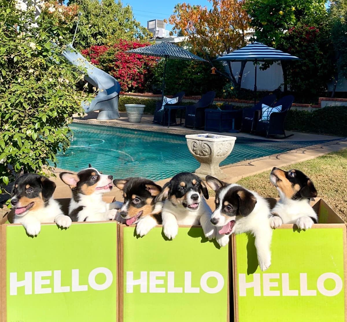 12 Gorgeous GCH CH Pembroke Welsh Corgi Puppies breeder image 16
