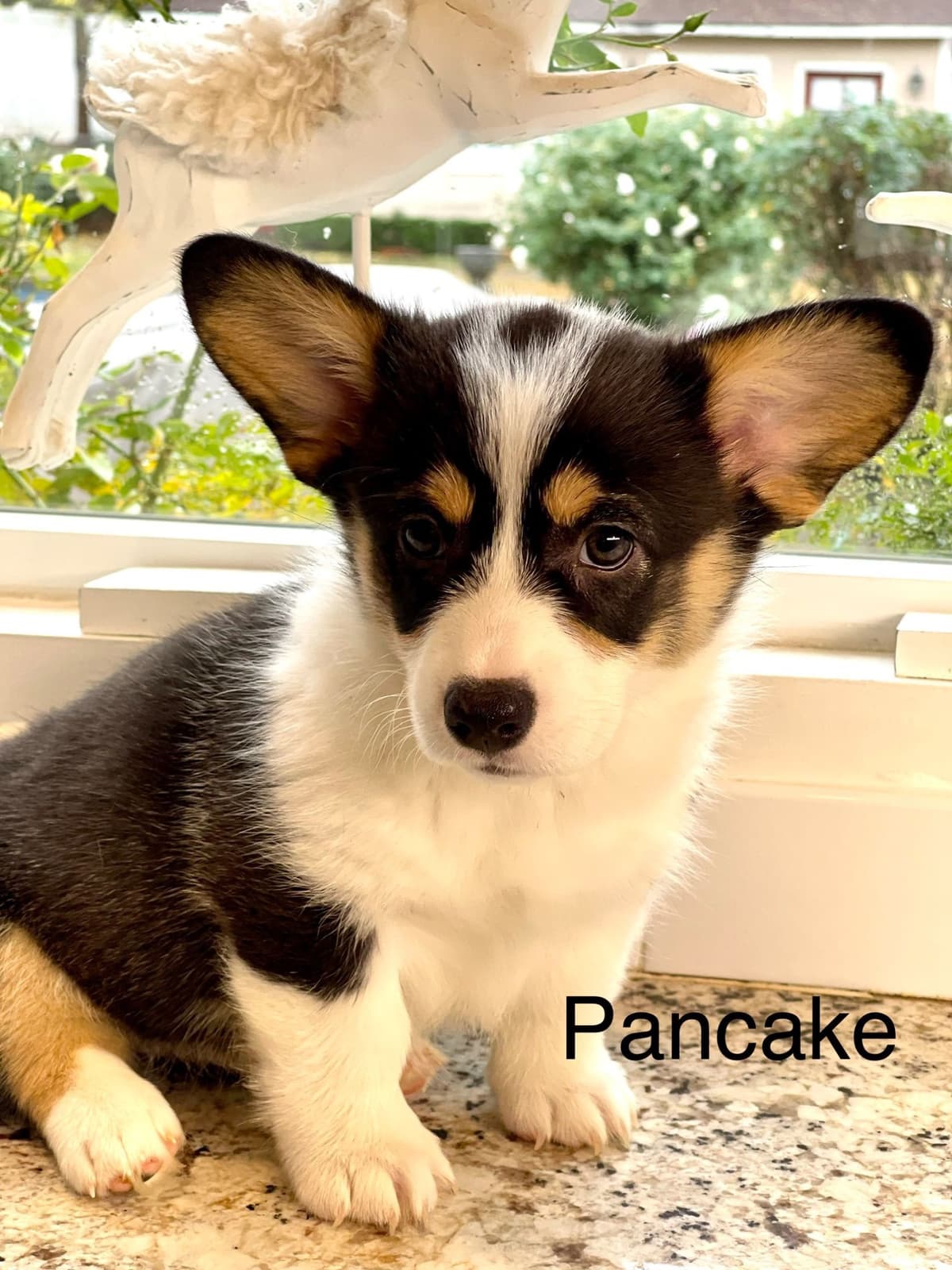 12 Gorgeous GCH CH Pembroke Welsh Corgi Puppies breeder image 17