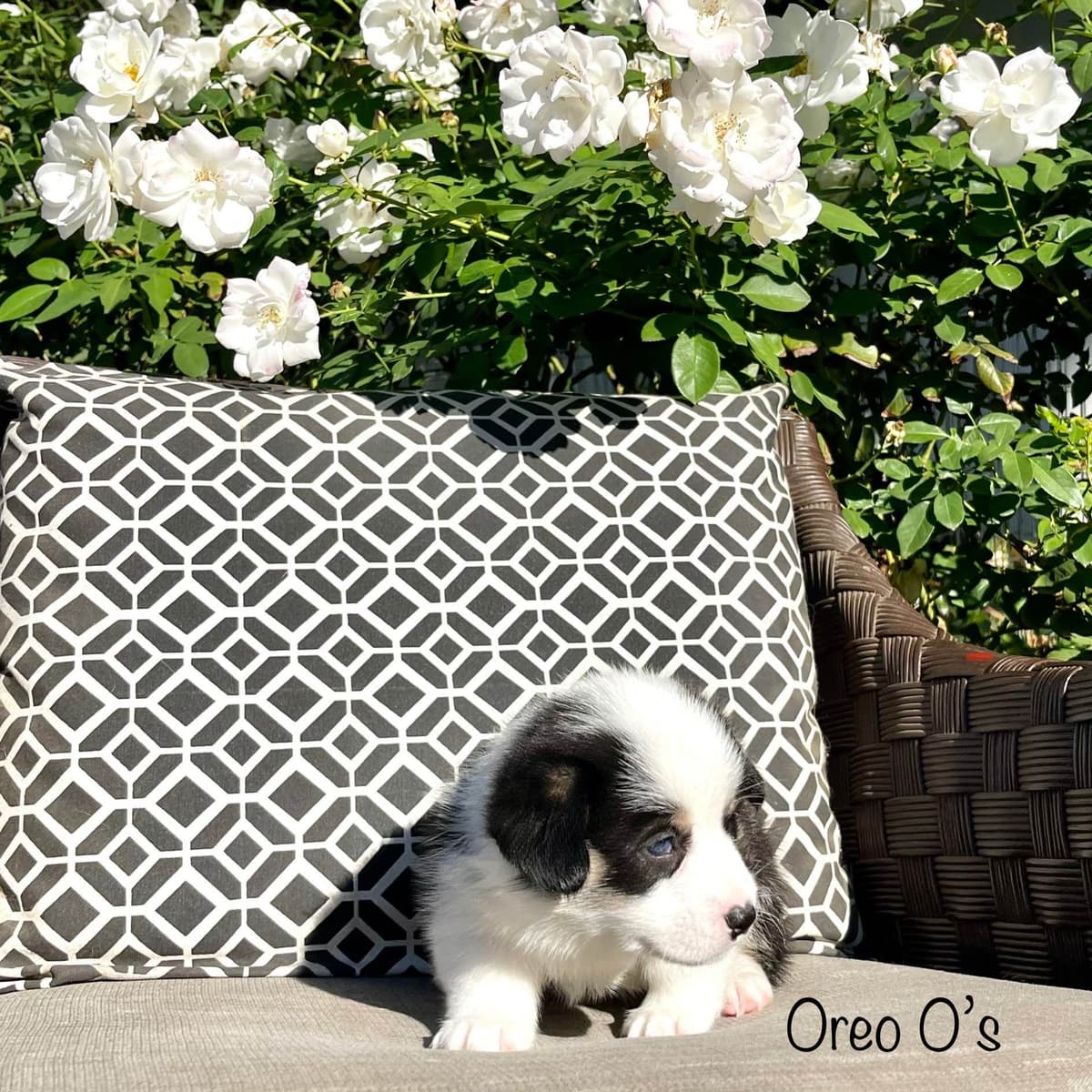 12 Gorgeous GCH CH Pembroke Welsh Corgi Puppies breeder image 18