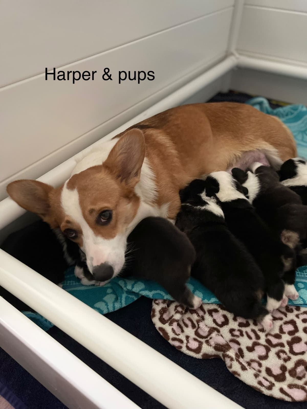 12 Gorgeous GCH CH Pembroke Welsh Corgi Puppies breeder image 19