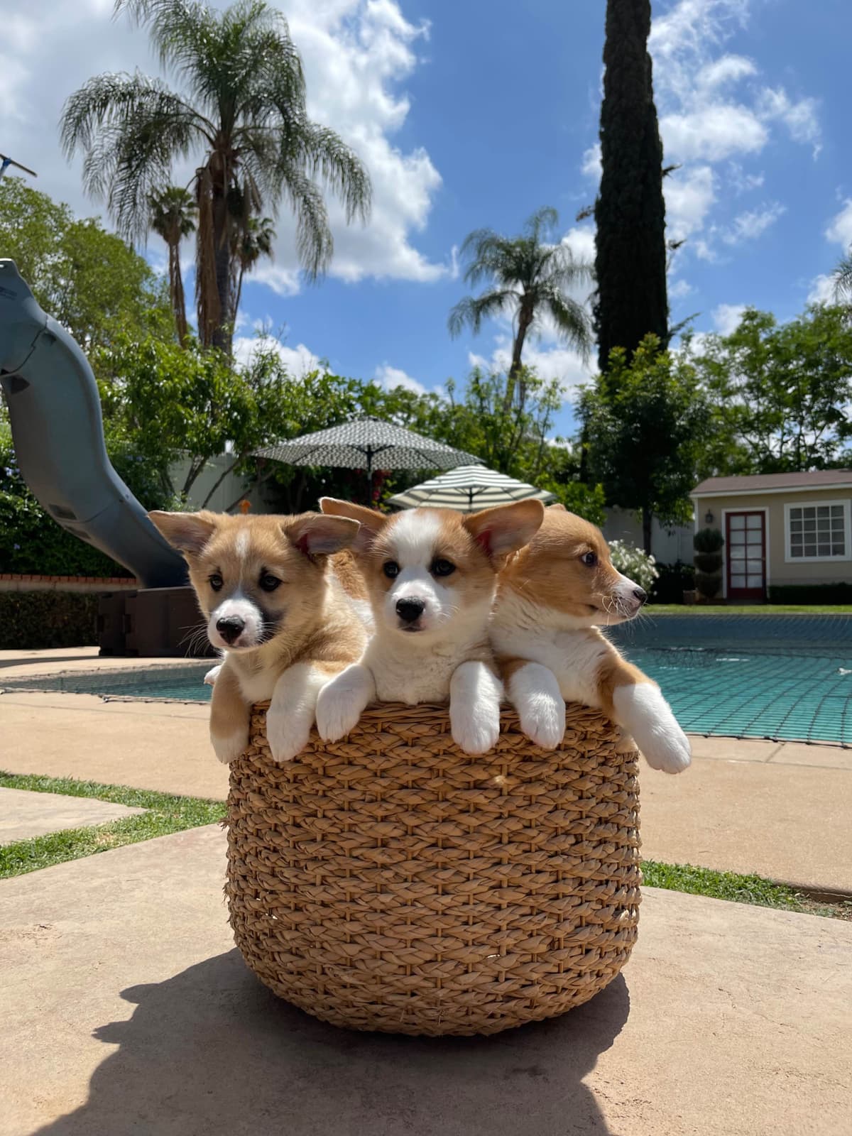 12 Gorgeous GCH CH Pembroke Welsh Corgi Puppies breeder image 1