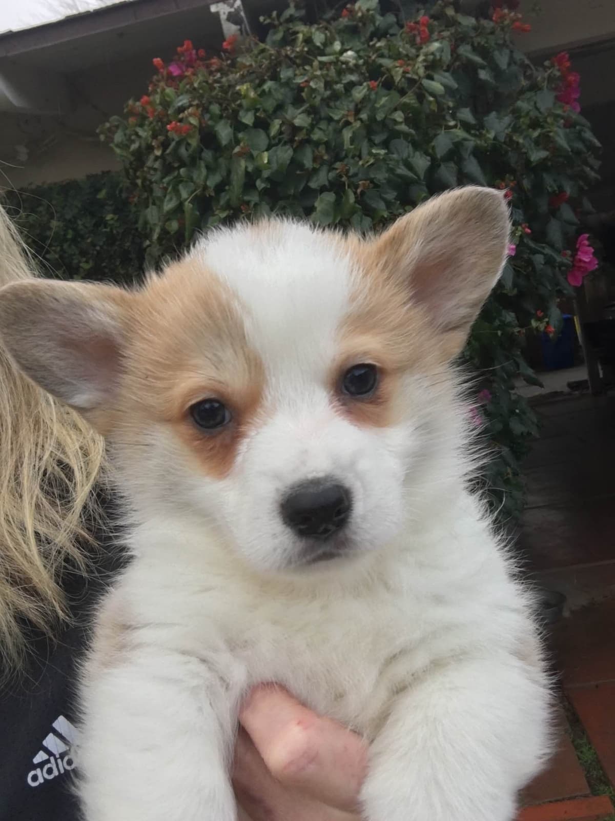 12 Gorgeous GCH CH Pembroke Welsh Corgi Puppies breeder image 21