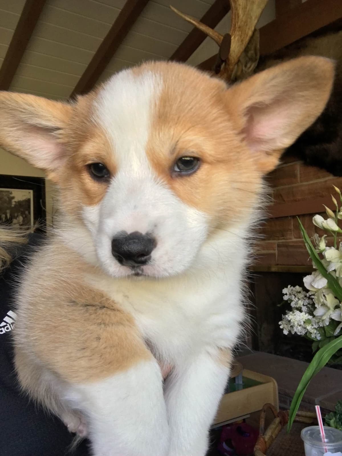 12 Gorgeous GCH CH Pembroke Welsh Corgi Puppies breeder image 22