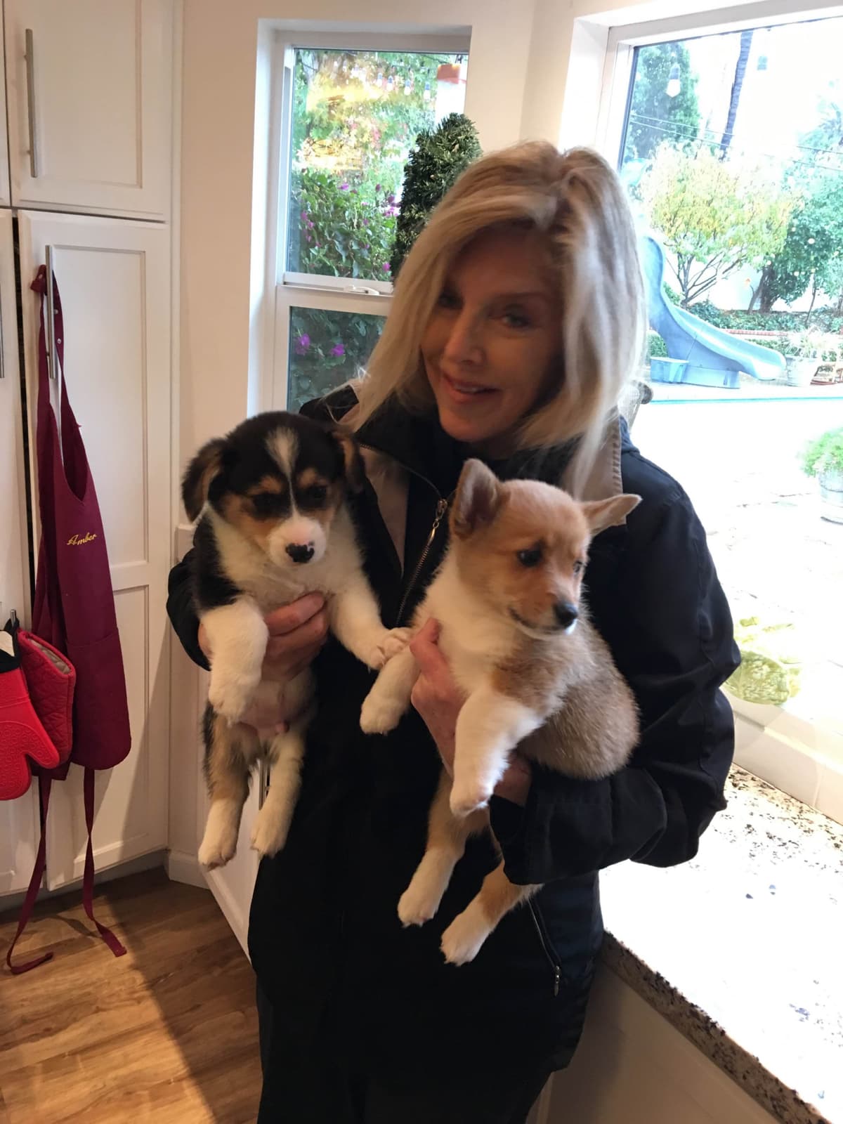 12 Gorgeous GCH CH Pembroke Welsh Corgi Puppies breeder image 24