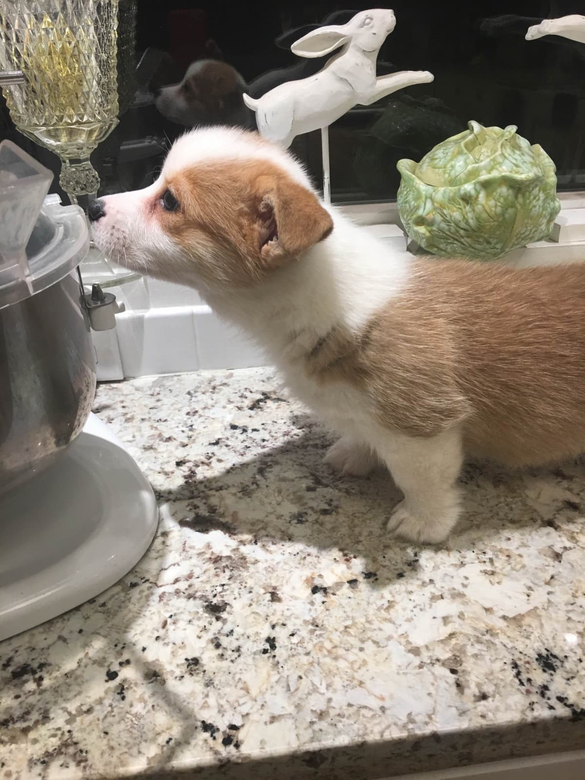 12 Gorgeous GCH CH Pembroke Welsh Corgi Puppies breeder image 25