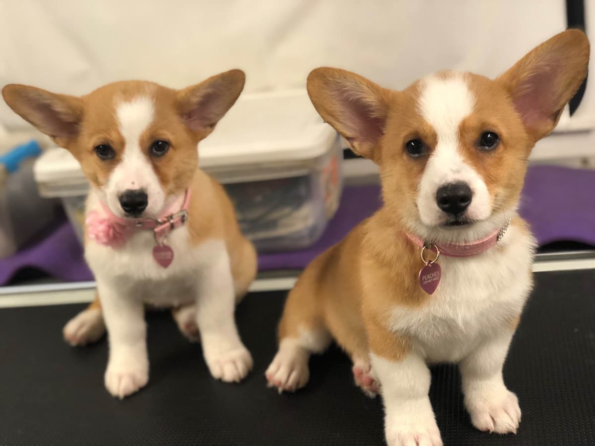 12 Gorgeous GCH CH Pembroke Welsh Corgi Puppies breeder image 27