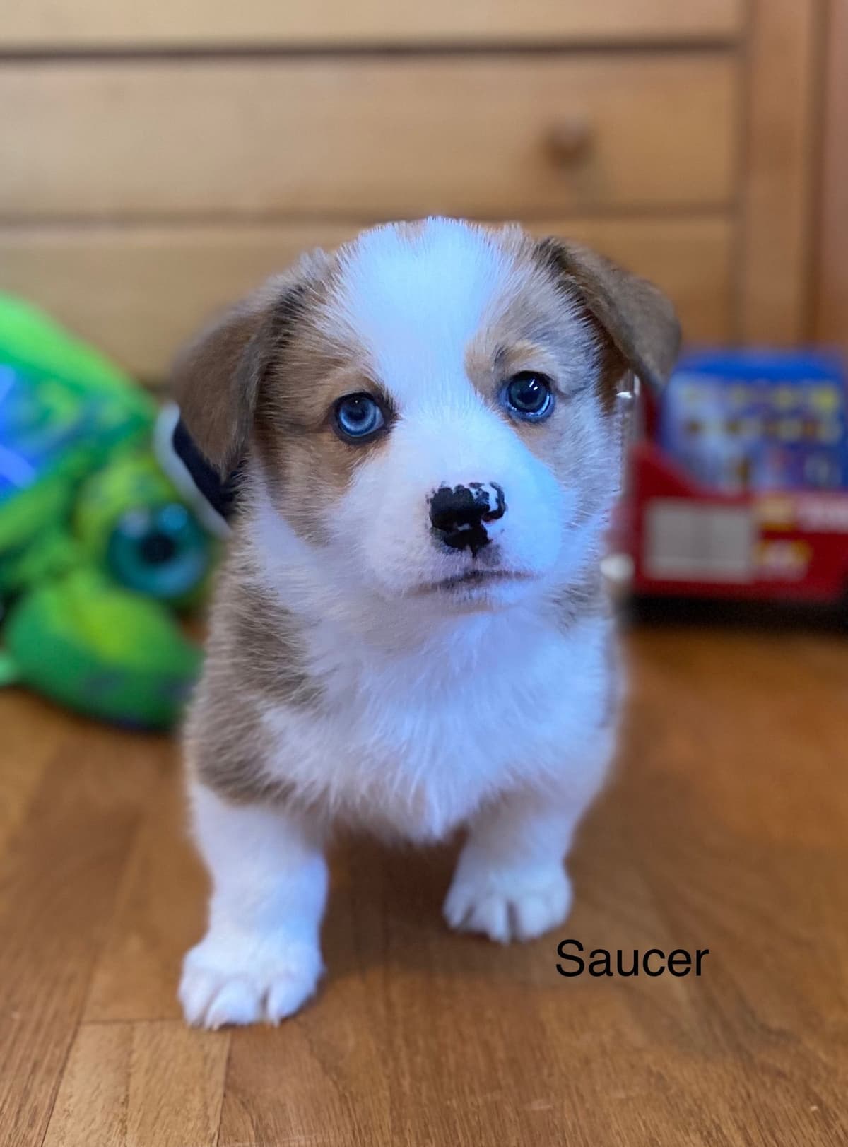 12 Gorgeous GCH CH Pembroke Welsh Corgi Puppies breeder image 14