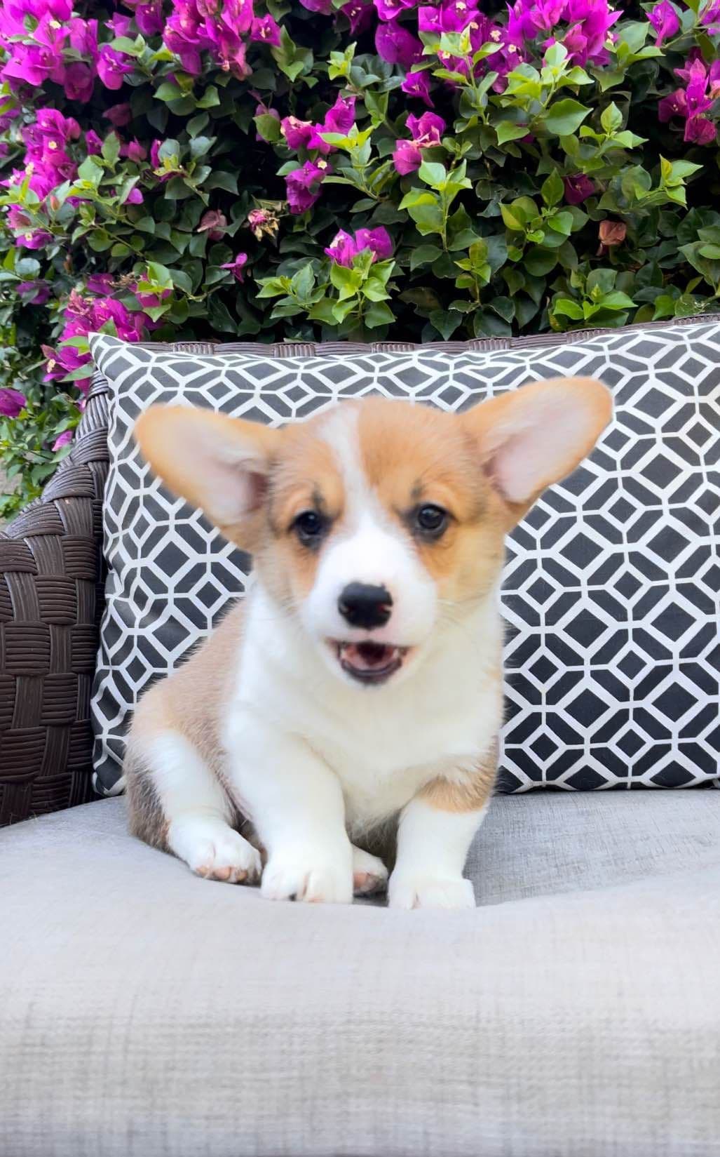 12 Gorgeous GCH CH Pembroke Welsh Corgi Puppies breeder image 28