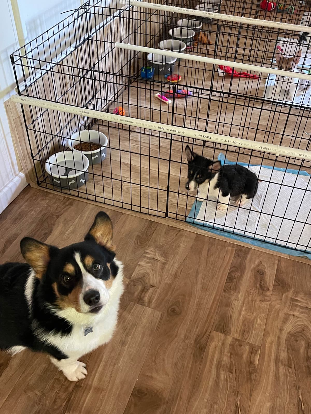 12 Gorgeous GCH CH Pembroke Welsh Corgi Puppies breeder image 8