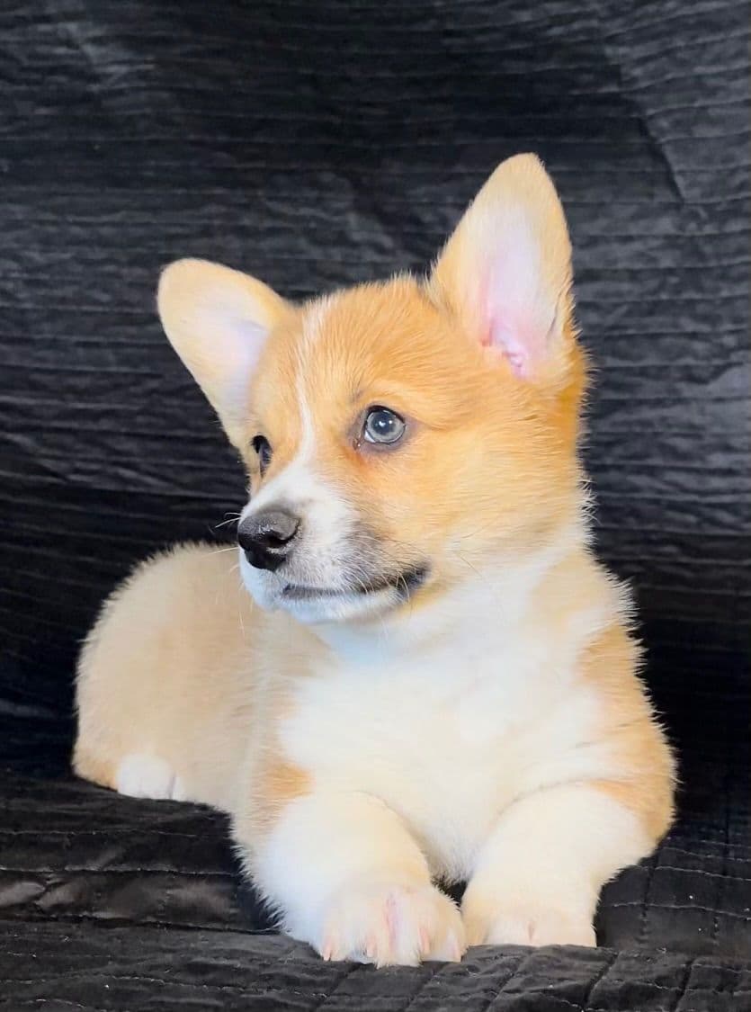 12 Gorgeous GCH CH Pembroke Welsh Corgi Puppies breeder image 29