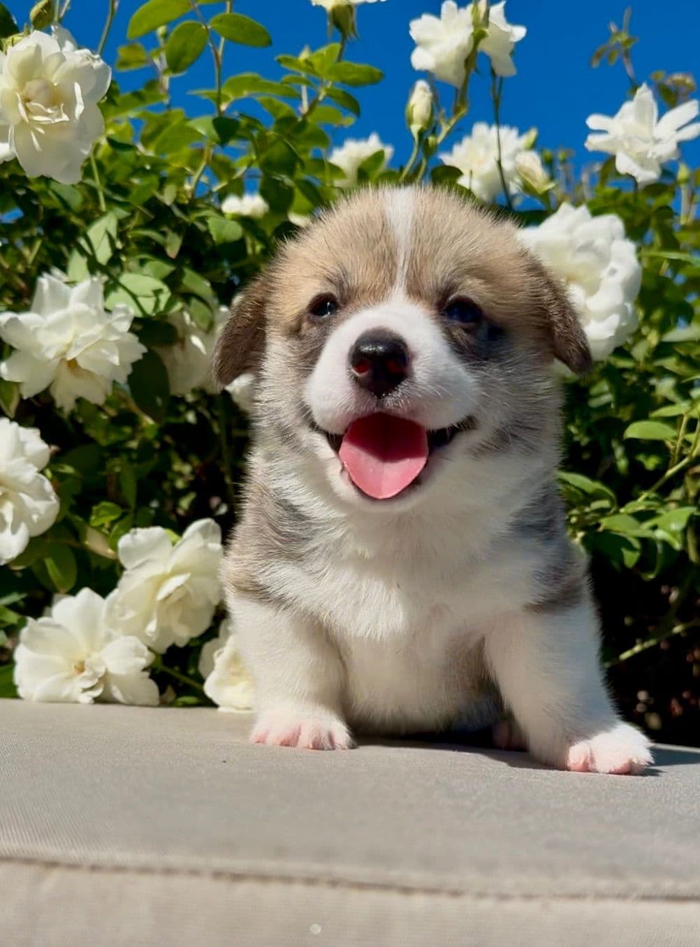 12 Gorgeous GCH CH Pembroke Welsh Corgi Puppies breeder image 3