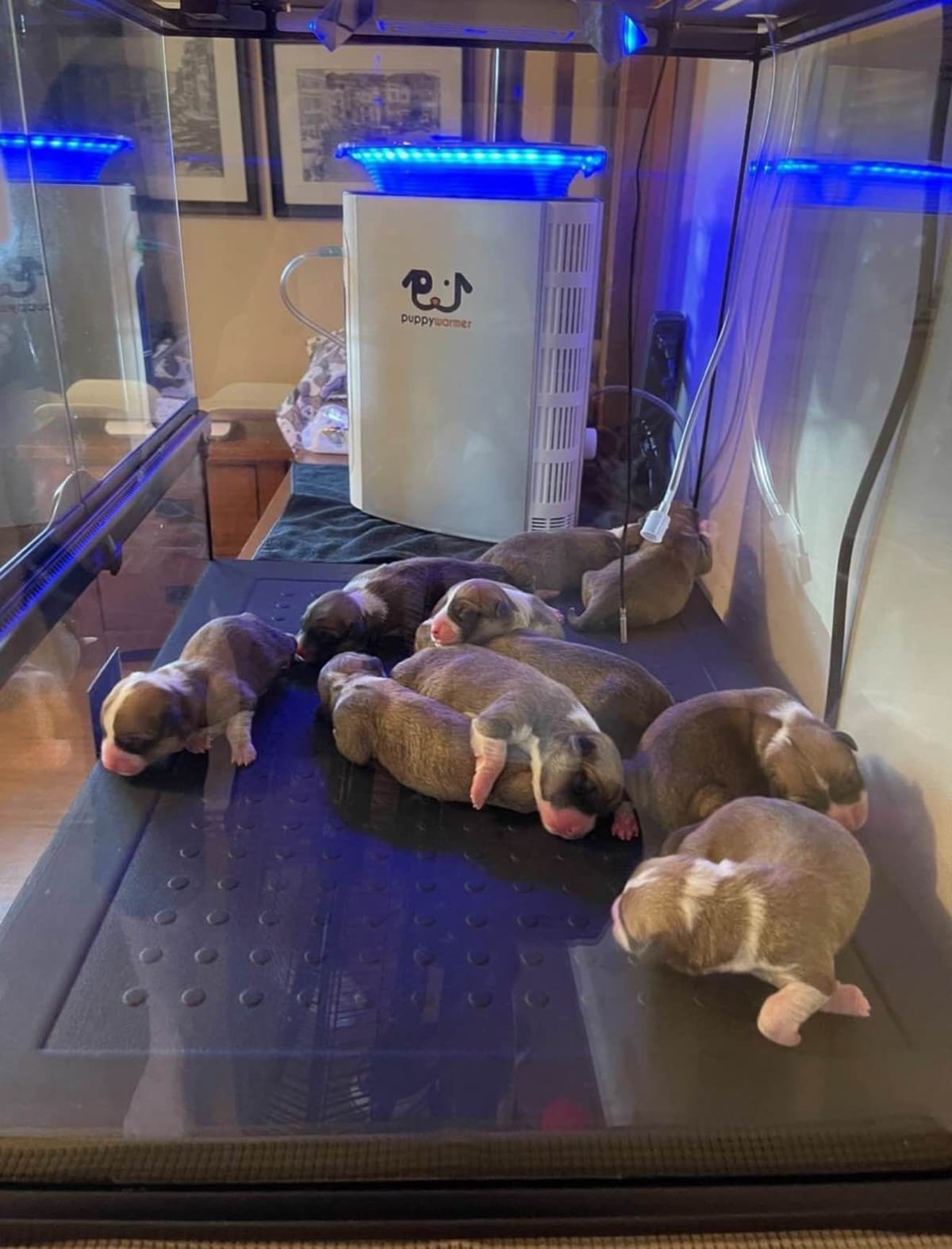 12 Gorgeous GCH CH Pembroke Welsh Corgi Puppies breeder image 30