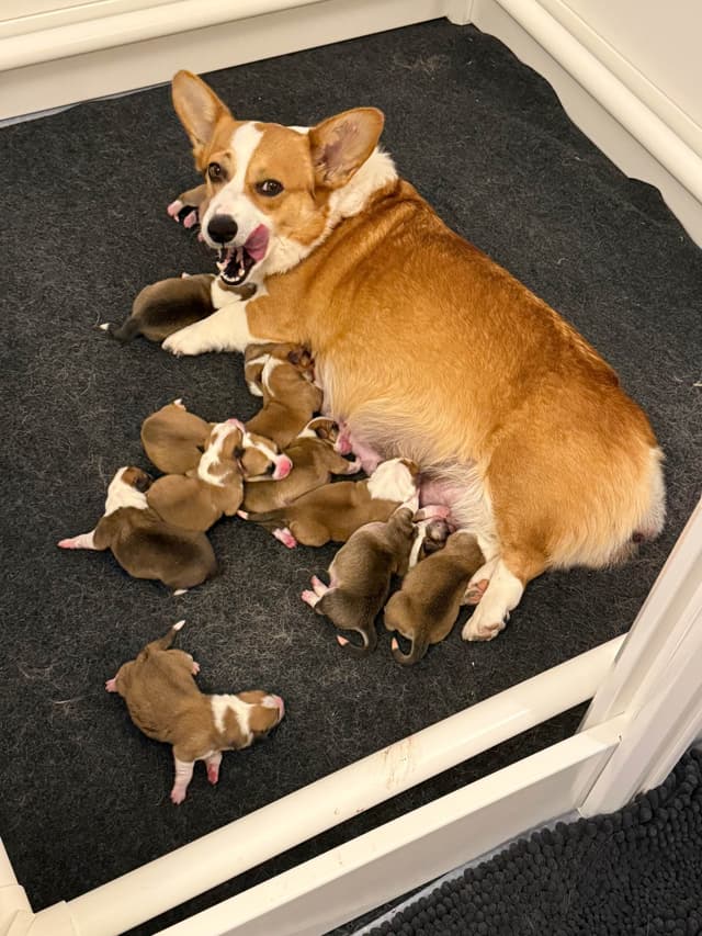 12 Gorgeous GCH CH Pembroke Welsh Corgi Puppies media 2