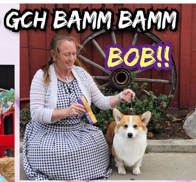 12 Gorgeous GCH CH Pembroke Welsh Corgi Puppies media 4