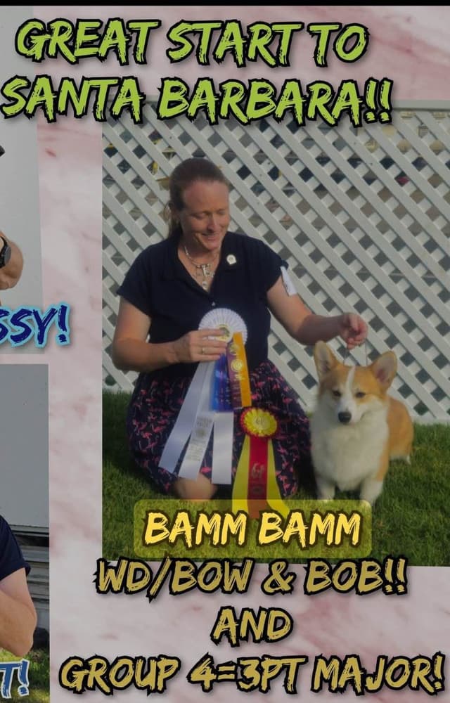 12 Gorgeous GCH CH Pembroke Welsh Corgi Puppies media 5