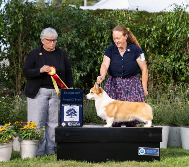 12 Gorgeous GCH CH Pembroke Welsh Corgi Puppies media 6