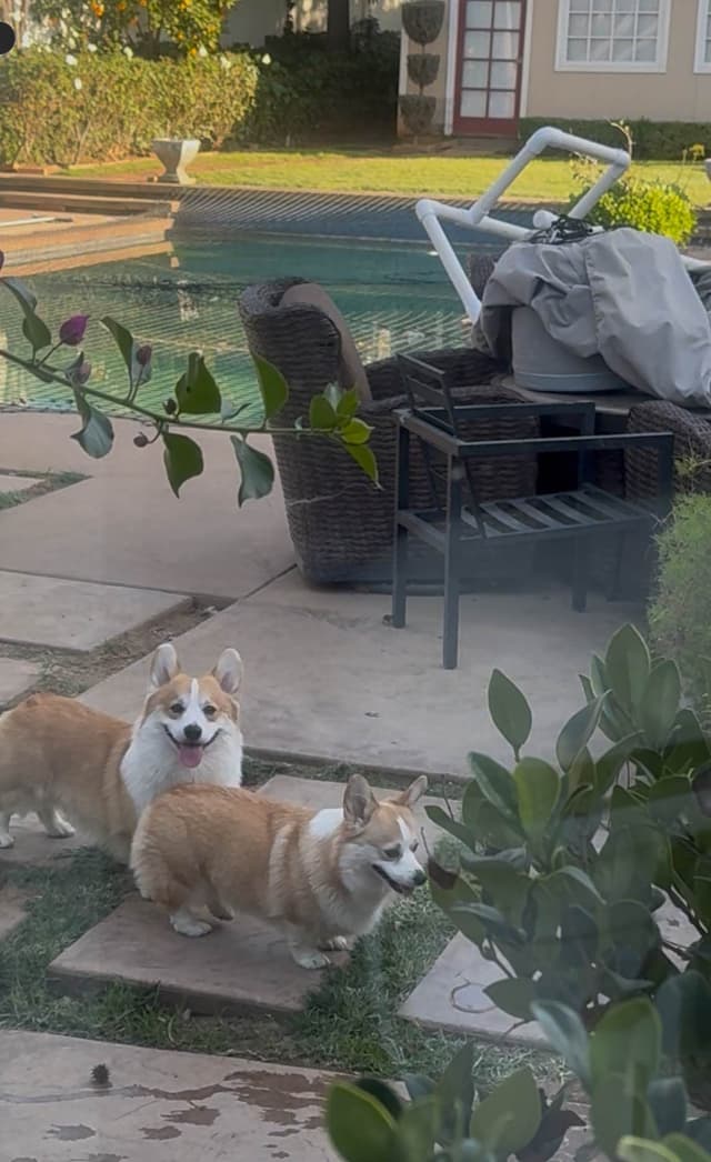 12 Gorgeous GCH CH Pembroke Welsh Corgi Puppies media 7