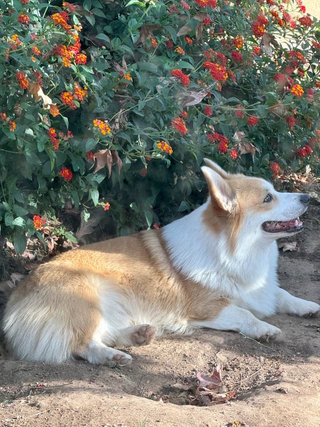 12 Gorgeous GCH CH Pembroke Welsh Corgi Puppies media 8