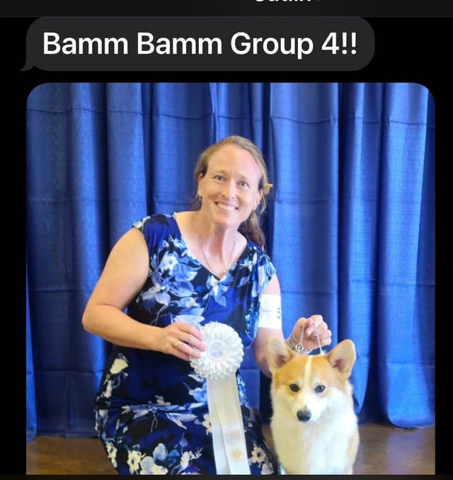 12 Gorgeous GCH CH Pembroke Welsh Corgi Puppies media 9
