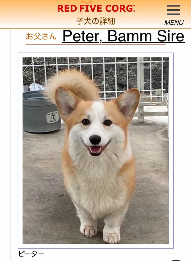 12 Gorgeous GCH CH Pembroke Welsh Corgi Puppies media 10