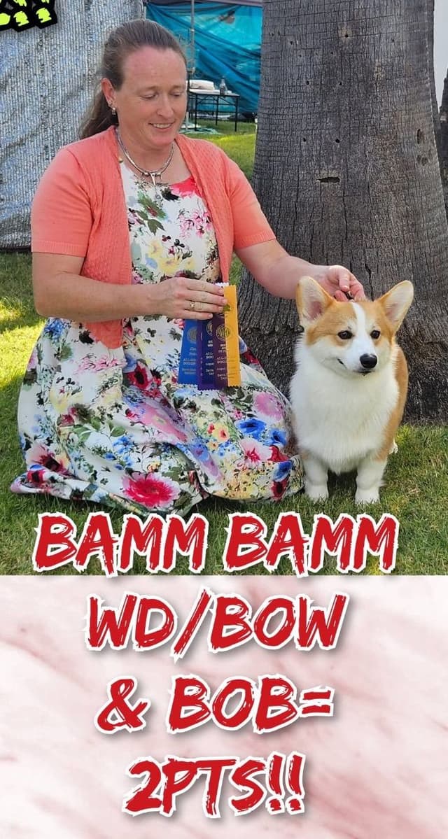 12 Gorgeous GCH CH Pembroke Welsh Corgi Puppies media 13