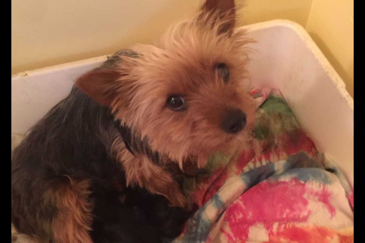 Yorkshire Terrier Puppies breeder image 3