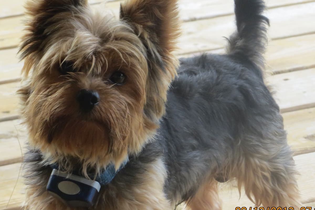 Yorkshire Terrier Puppies breeder image 1