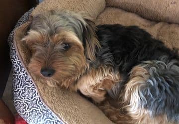 Yorkshire Terrier Puppies breeder image 5