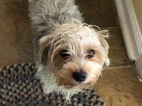 Yorkshire Terrier Puppies breeder image 6