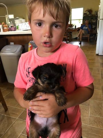 Yorkshire Terrier Puppies breeder image 8