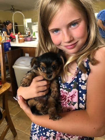 Yorkshire Terrier Puppies breeder image 10