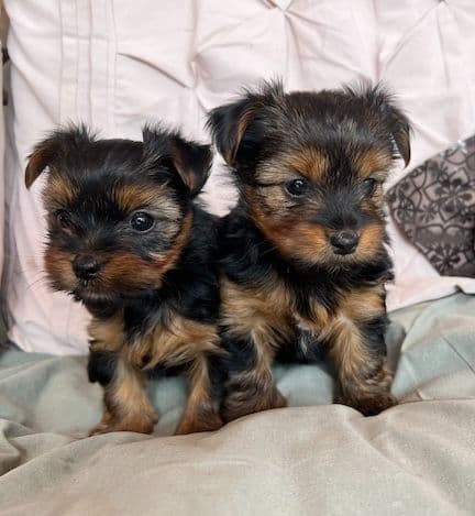 Yorkshire Terrier Puppies breeder image 9