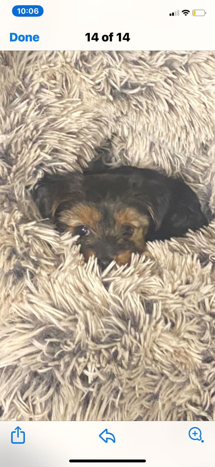 Yorkshire Terrier Puppies breeder image 11
