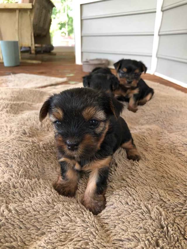 Yorkshire Terrier Puppies media 2
