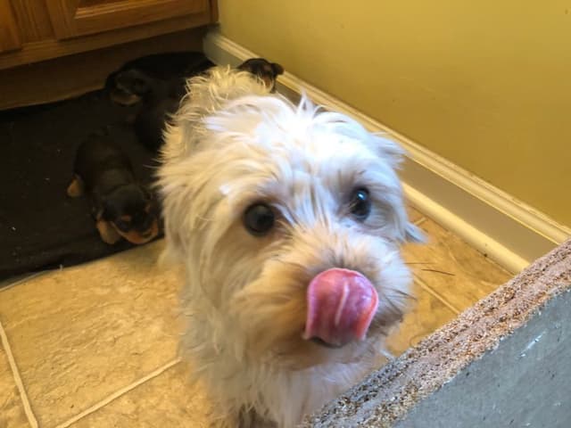 Yorkshire Terrier Puppies media 3