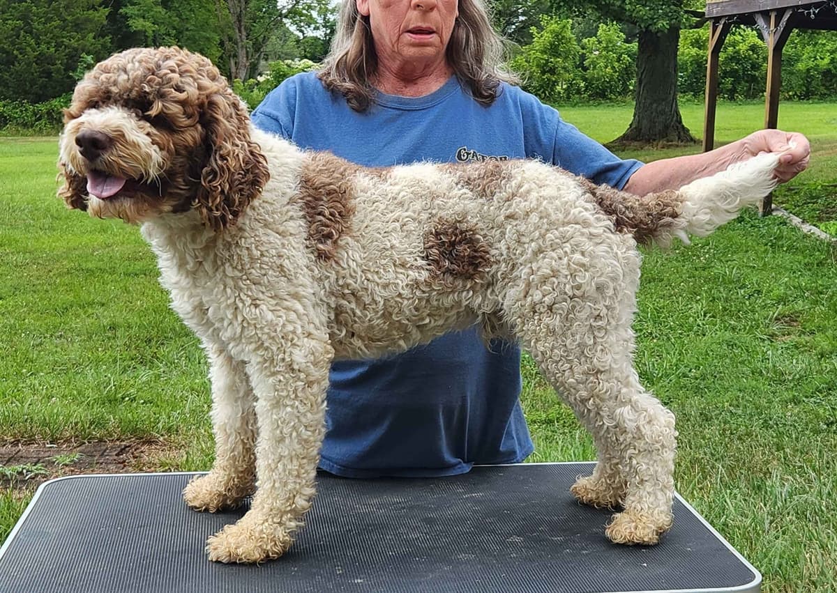 Lagotto Romagnolo Puppies breeder image 2