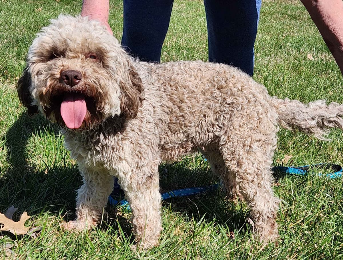 Lagotto Romagnolo Puppies breeder image 1