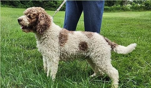 Lagotto Romagnolo Puppies media 2
