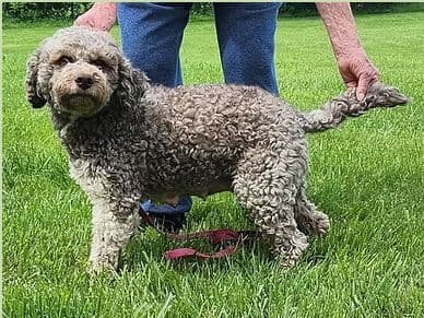 Lagotto Romagnolo Puppies media 3