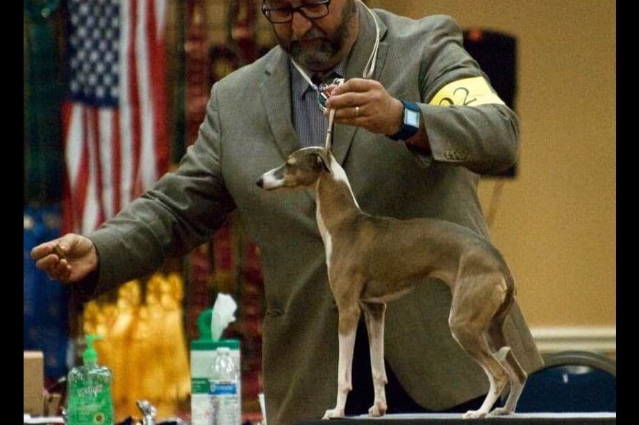 Italian Greyhound Puppies breeder image 1