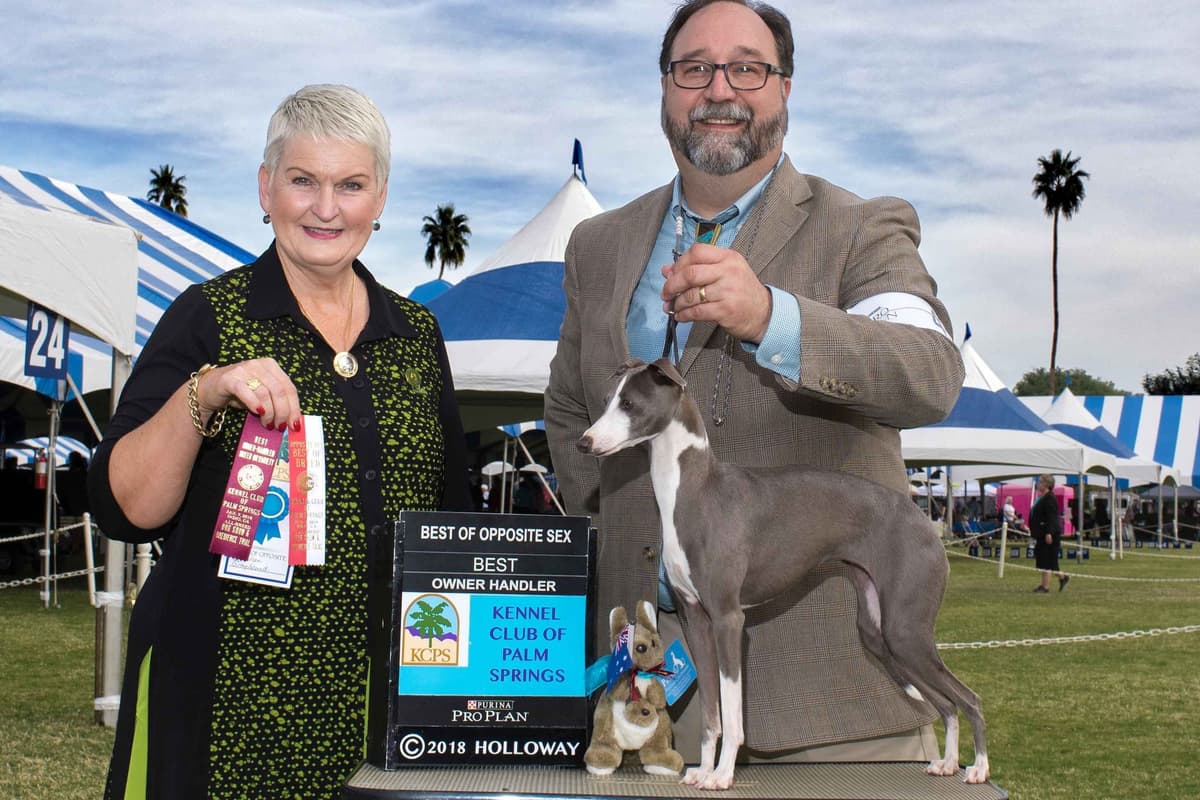 Italian Greyhound Puppies breeder image 2