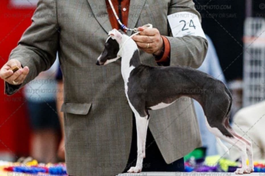 Italian Greyhound Puppies breeder image 3