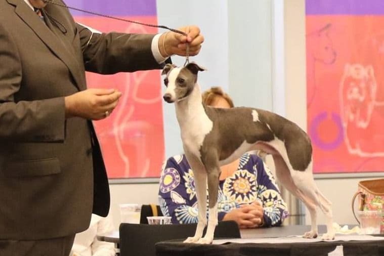 Italian Greyhound Puppies breeder image 4