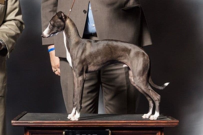 Italian Greyhound Puppies breeder image 5