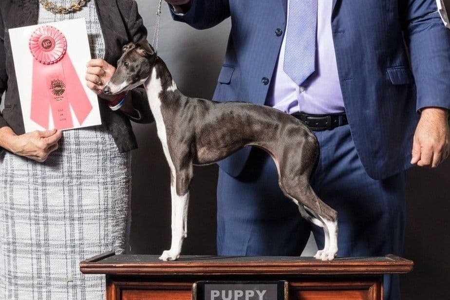 Italian Greyhound Puppies breeder image 6