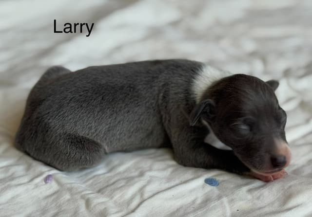 Italian Greyhound Puppies media 2