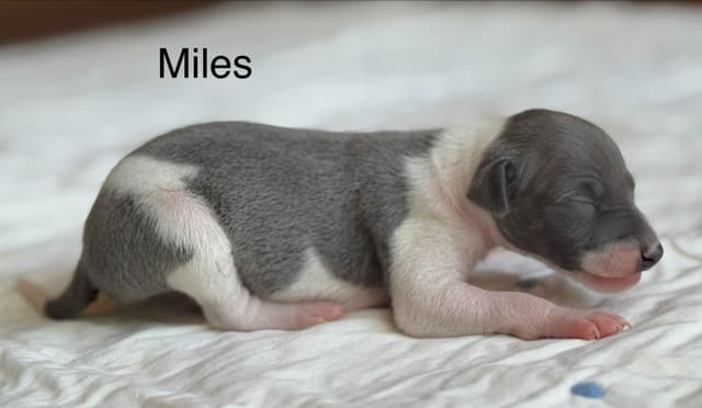 Italian Greyhound Puppies media 3