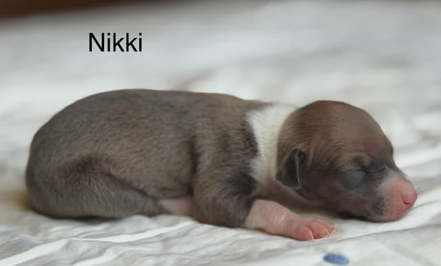 Italian Greyhound Puppies media 4